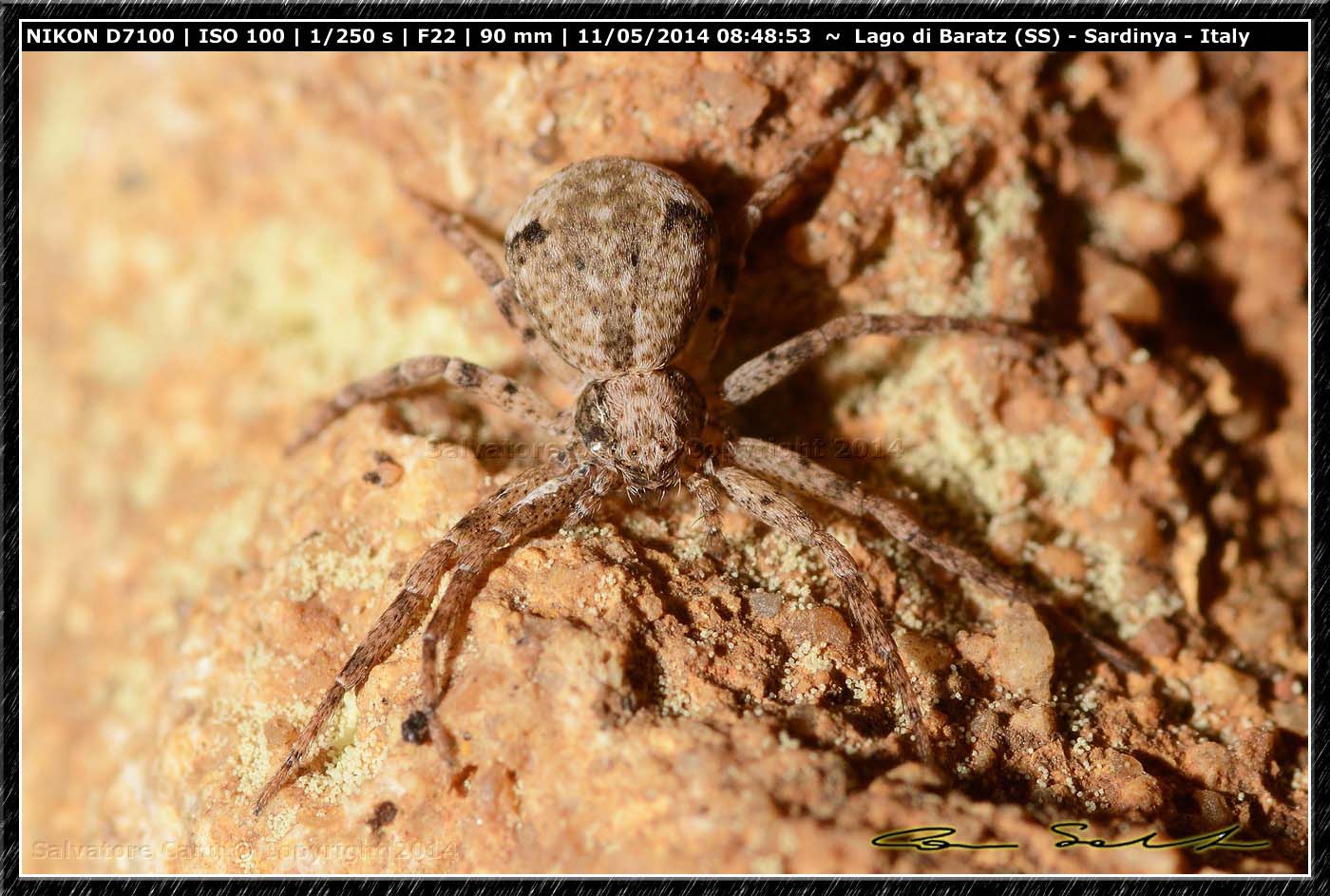 Ozyptila sp. No. Philodromus sp. - Baratz (SS)
